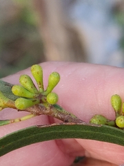 Eucalyptus amygdalina