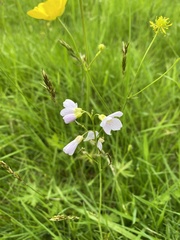 Cardamine pratensis
