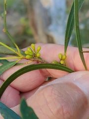 Eucalyptus amygdalina