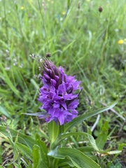 Dactylorhiza praetermissa