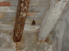Rhinolophus hipposideros