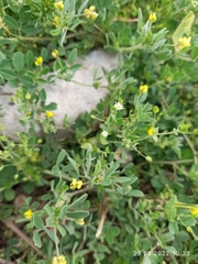 Medicago minima