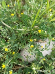 Medicago minima