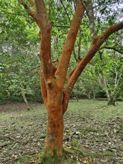 Prunus zippeliana