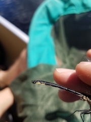 Phanogomphus descriptus