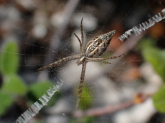 Argiope lobata