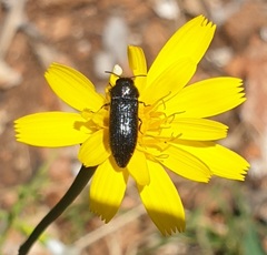 Acmaeodera quadrifasciata prunneri