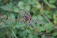 Mimosa pudica