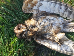 Tyto novaehollandiae