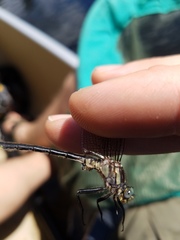 Phanogomphus descriptus