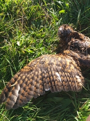 Tyto novaehollandiae