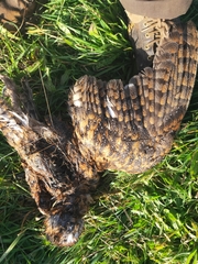 Tyto novaehollandiae