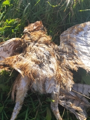 Tyto novaehollandiae