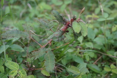 Mimosa pudica