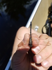 Phanogomphus descriptus