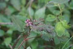 Mimosa pudica
