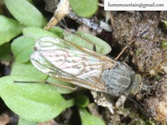 Dialineura gorodkovi