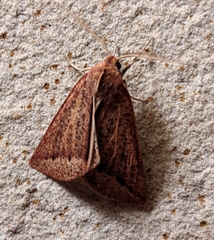 Cycloprorodes melanoxysta