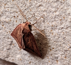 Cycloprorodes melanoxysta