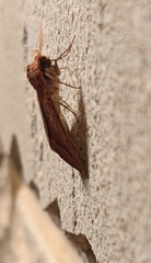 Cycloprorodes melanoxysta