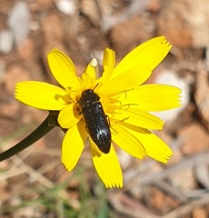 Acmaeodera quadrifasciata prunneri