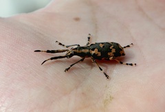 Xenocerus salamandrinus