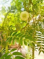 Leucaena leucocephala
