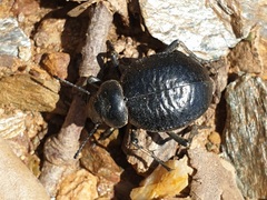Pimelia undulata