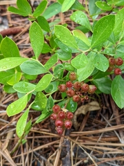 Vaccinium tenellum