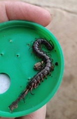 Scolopendra japonica
