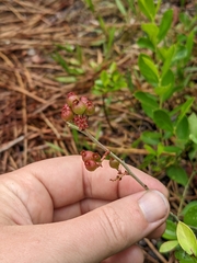 Vaccinium tenellum