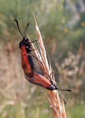 Zygaena erythrus