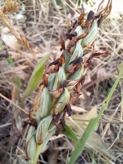 Anacamptis coriophora