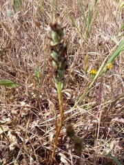 Anacamptis coriophora
