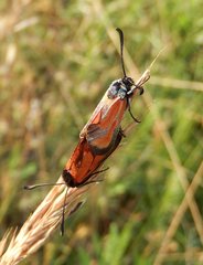 Zygaena erythrus