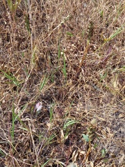 Anacamptis coriophora