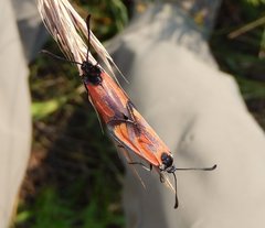 Zygaena erythrus