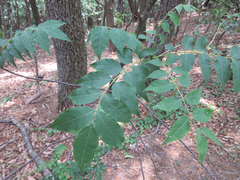 Picrasma quassioides