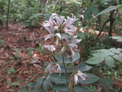 Dictamnus dasycarpus