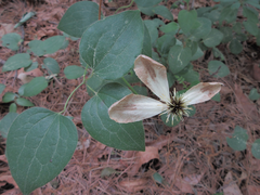 Clematis patens