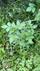 Cleome rutidosperma
