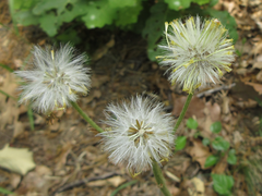 Tephroseris kirilowii