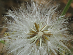 Tephroseris kirilowii