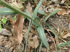 Tephroseris kirilowii