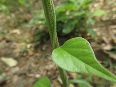 Cocculus orbiculatus