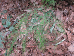 Asparagus oligoclonos