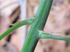 Asparagus oligoclonos