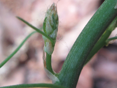 Asparagus oligoclonos