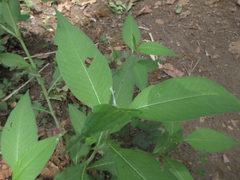 Koenigia alpina