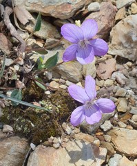 Viola corsica